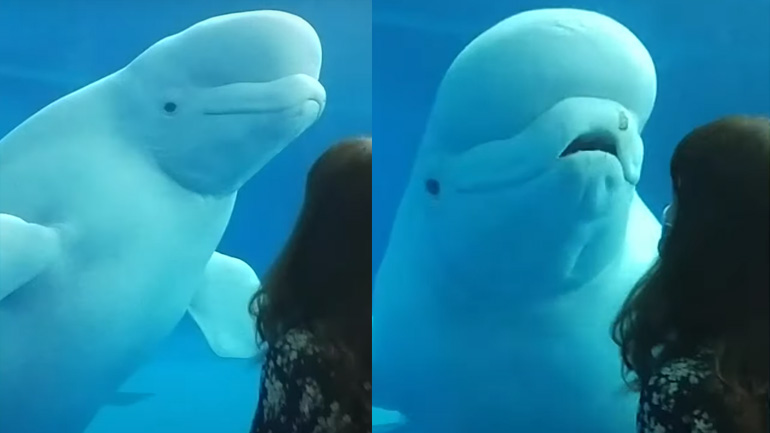 Φάλαινα beluga πειράζει ανθρώπους