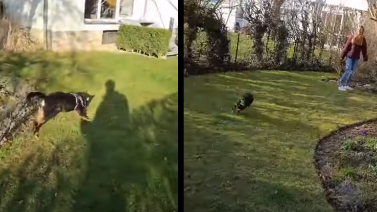 Ένας πολύ χαρούμενος σκύλος