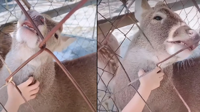 Ελάφι παίρνει χάδια από ένα κοριτσάκι