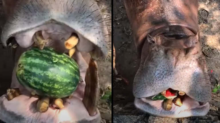 Ιπποπόταμος καταβροχθίζει ολόκληρο καρπούζι