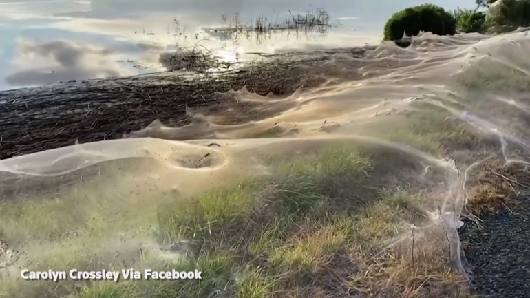 Τεράστιo πέπλο ιστών (Αυστραλία) Τεράστιo πέπλο ιστών (Αυστραλία)
