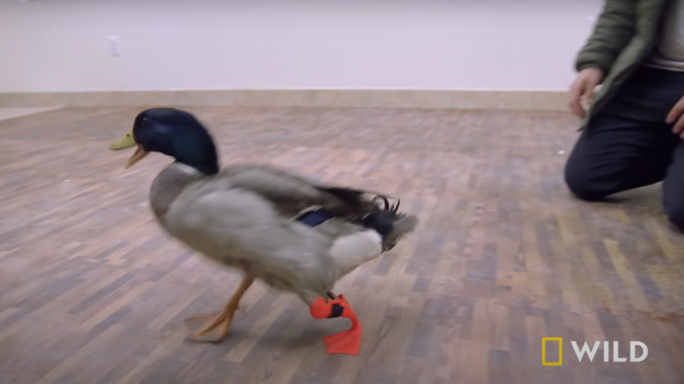 Η πάπια με το τεχνητό πόδι