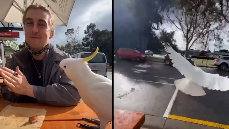 Παπαγάλος κλέβει το σνακ ενός άνδρα