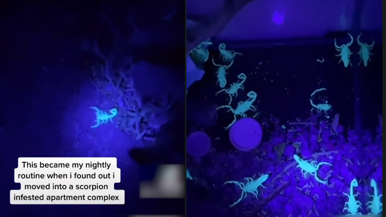 Άνδρας συλλέγει σκορπιούς και τους κρατά ως κατοικίδια