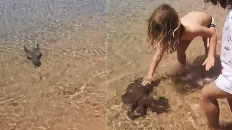 Χταπόδι έρχεται για χάδια