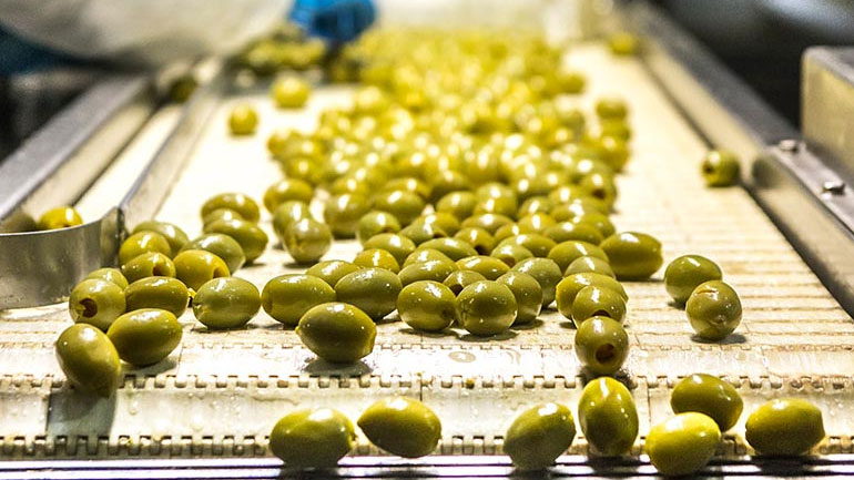 Μειωμένη από 60 έως 80% η φετινή παραγωγή πράσινης ελιάς στο νομό, λόγω…κλιματικής αλλαγής