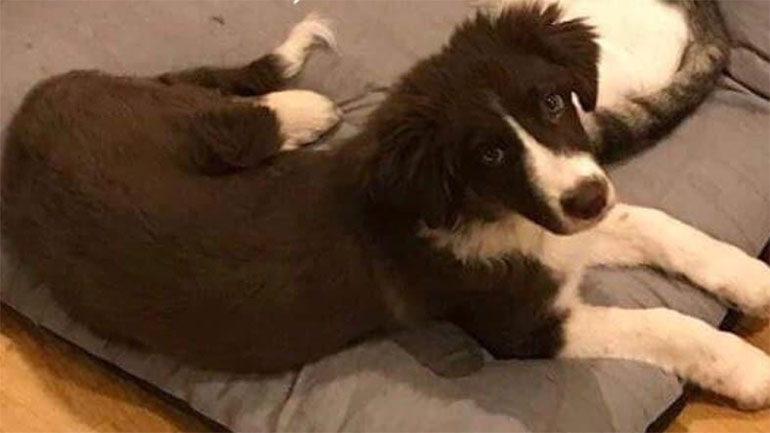 Το σκυλάκι της Καρολάιν που σκότωσε ο πιλότος