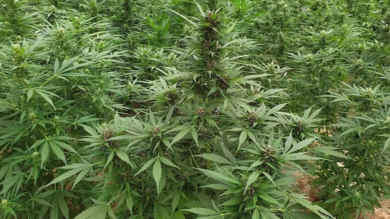 Ρέθυμνο: Εντοπίστηκε καλλιέργεια δενδρυλλίων κάνναβης