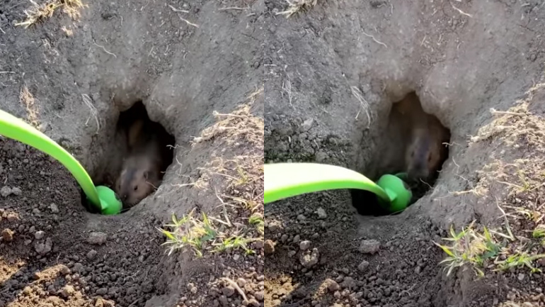 Άνδρας βοηθά μαρμότα να σκάψει ένα λαγούμι