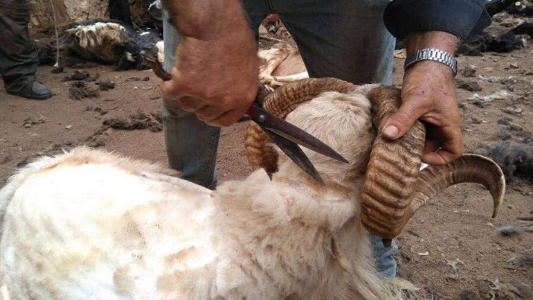 Μπαλωθιές και… συλλήψεις σε κούρα προβάτων στην Κρήτη!