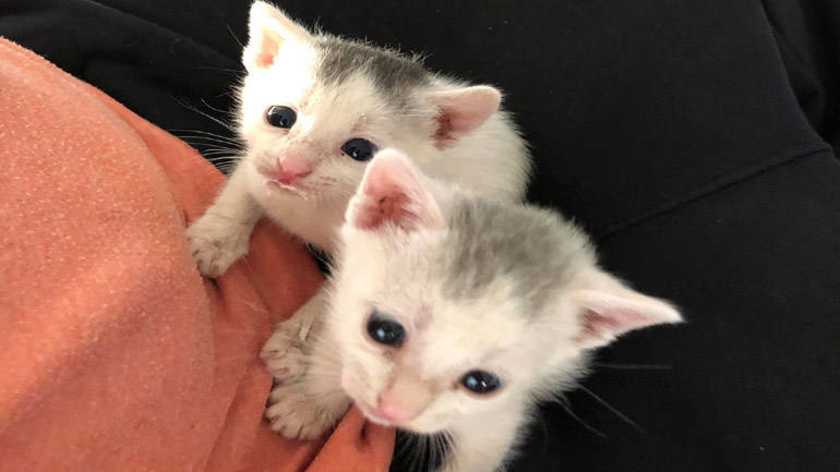 Υιοθετήστε δύο νεογέννητα γατάκια που διασώθηκαν από καταιγίδα!