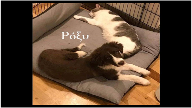 Αποχαιρετισμός στο δολοφονημένο σκυλάκι