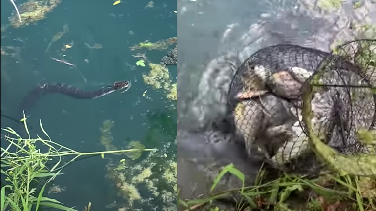 Φίδι προσπαθεί να κλέψει ένα ψάρι