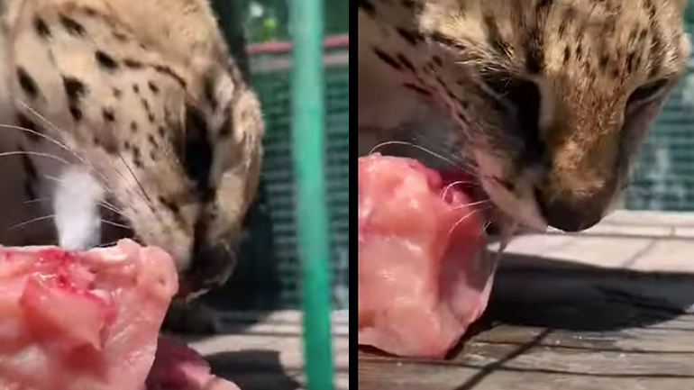 Λεοπάρδαλη απολαμβάνει ιδιαίτερα το γεύμα της