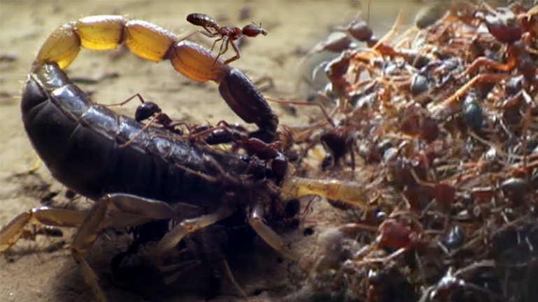 Μυρμήγκια δολοφόνοι