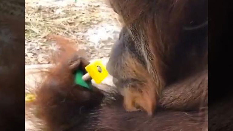 Oυρακοτάγκος παίζει με ένα παξιμάδι