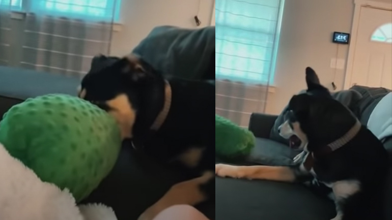 Ο άχαρος σκύλος