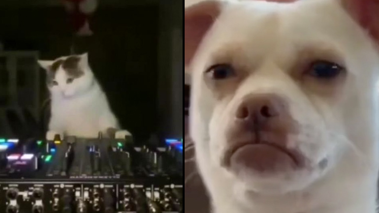 Ο σκύλος βλέπει τις γάτες να κάνουν πάρτι