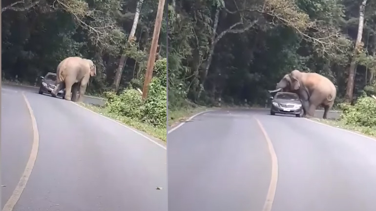 Ελέφαντας επιτίθεται σε αυτοκίνητο