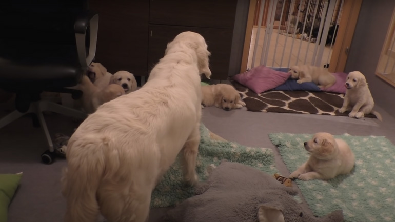 Μαμά εκπαιδεύει τα κουτάβια της να κάθονται ήσυχα