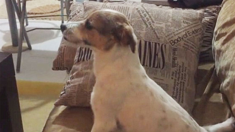 Σκύλος παρακολουθεί την ταινία τρόμου «The Conjuring»