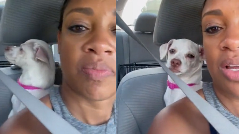 Ο σκύλος ξενέρωσε με το νέο κουτάβι