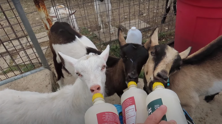 Μικρές κατσίκες πίνουν το γάλα τους