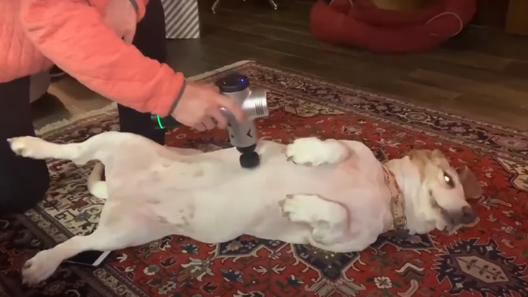 Σκύλος απολαμβάνει μασάζ από τον ιδιοκτήτη του