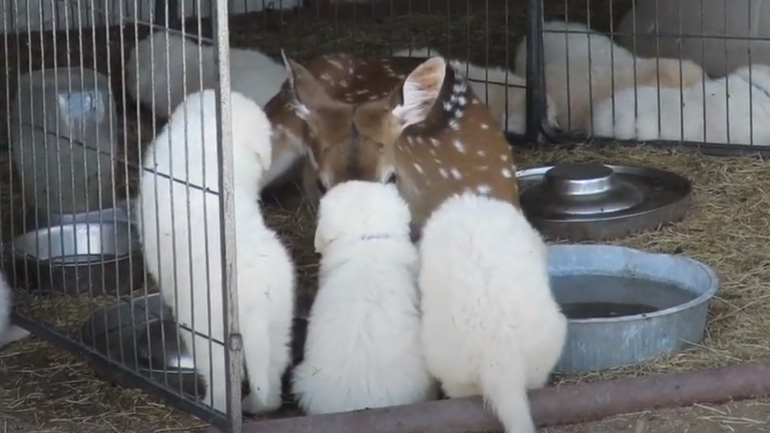 Ελάφι παίζει με κουτάβια 