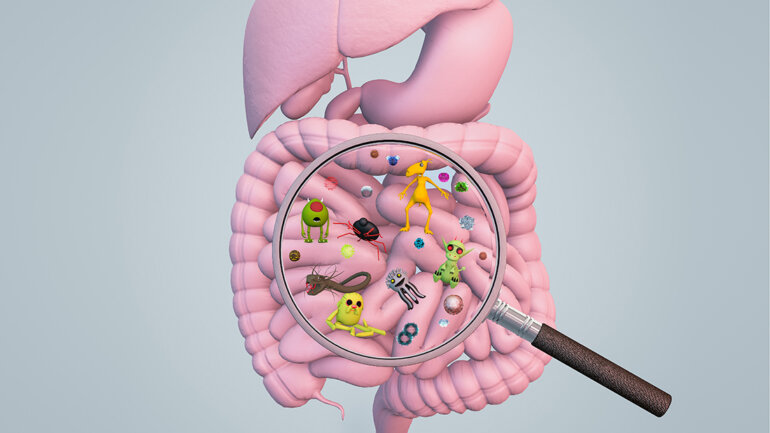 Πώς η δίαιτα επιδρά στο μικροβίωμα του εντέρου;