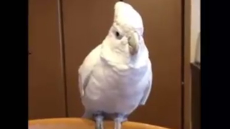 Ο παπαγάλος Χίτλερ