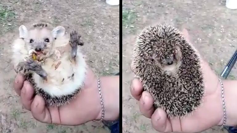 Σκαντζόχοιρος εμφανίζεται για λίγο φαγητό