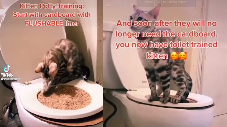Πώς να εκπαιδεύσετε μια γάτα να χρησιμοποιεί την τουαλέτα