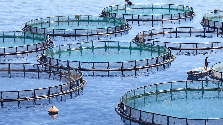 Οικονομική ενίσχυση 25 εκατ. ευρώ στους υδατοκαλλιεργητές που επλήγησαν από τις συνέπειες της πανδημίας