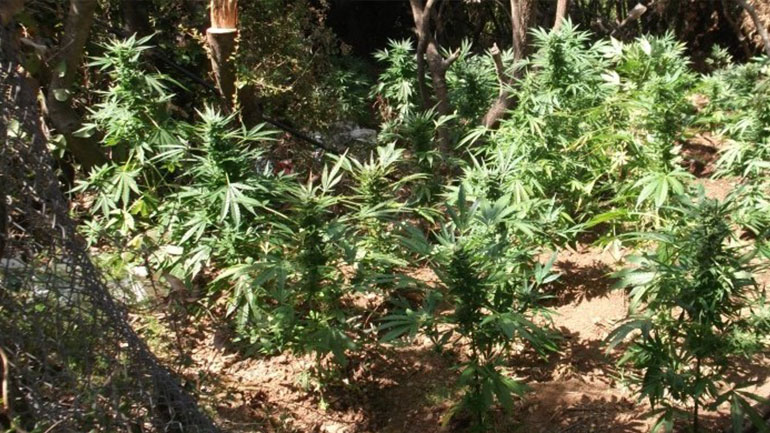 Ηράκλειο: Του πέρασαν χειροπέδες την ώρα που εκτελούσε εργασίες σε φυτεία κάνναβης