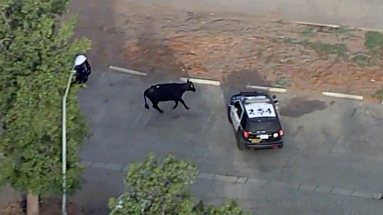 ΗΠΑ: Βρέθηκε η τελευταία αγνοούμενη από τις σαράντα αγελάδες που το είχαν σκάσει από σφαγείο – Θα της δοθεί… χάρη