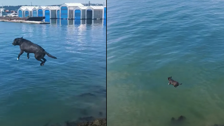 Σκύλος κάνει ένα μεγάλο άλμα στο νερό 