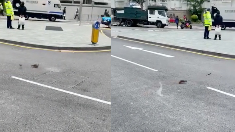 Αστυνομικοί σταματούν αρουραίο που κυνηγά ένα πουλί