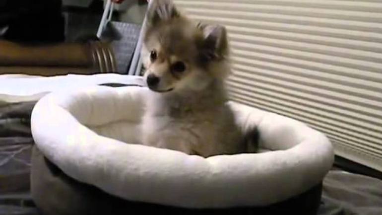 Κουτάβι ουρλιάζει με τους λύκους