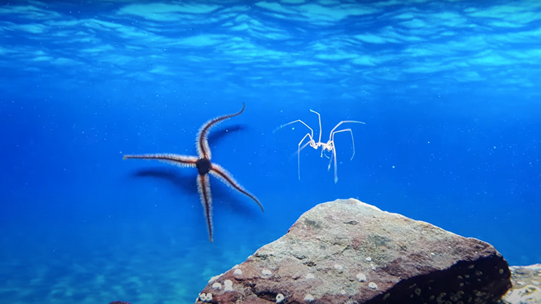 Αράχνη κολυμπά στο νερό