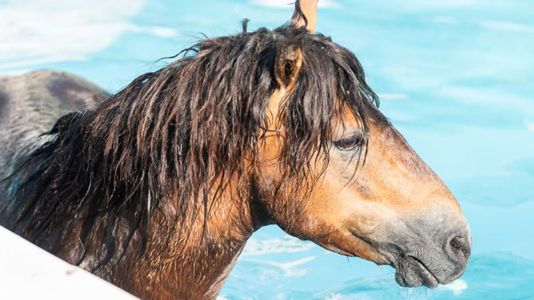 Κεφαλονιά: Σε πισίνα ξενοδοχείου βούτηξε άλογο του Αίνου
