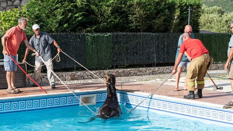 Εντυπωσιακές εικόνες από τη διάσωση αλόγου που έπεσε σε πισίνα