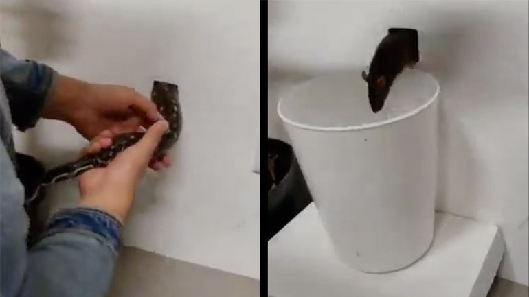 Αρουραίοι στον τοίχο του σπιτιού