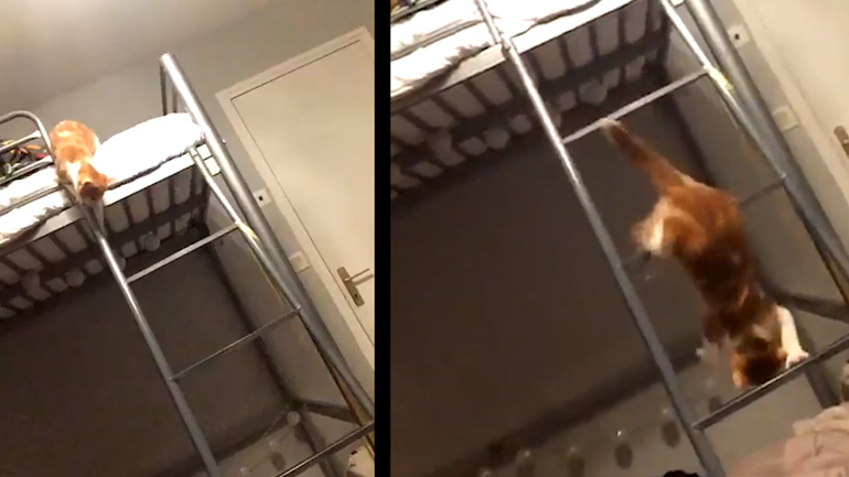 Γατάκι κατεβαίνει μια σκάλα