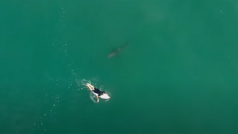 Μια ανάσα από τα σαγόνια του καρχαρία!