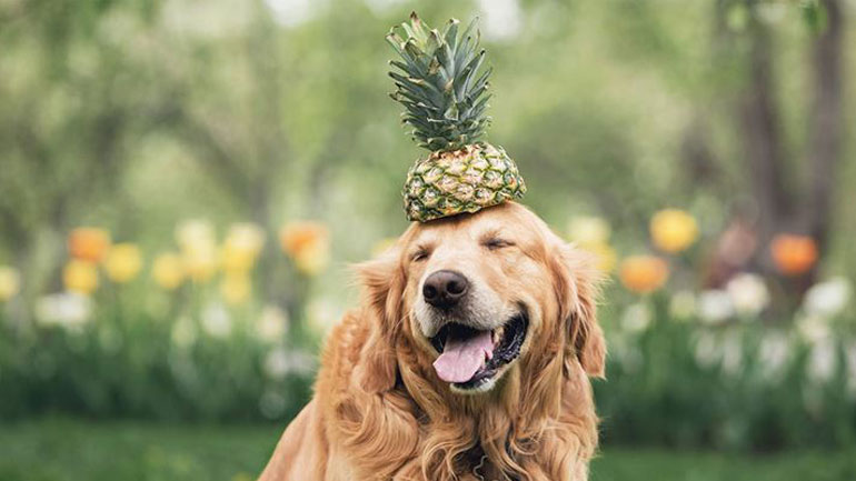 Ποια φρούτα μπορείτε να δώσετε στον σκύλο και ποια να αποφύγετε;