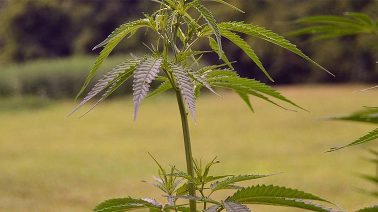 Αποποινικοποιήθηκε η χρήση μαριχουάνας στο Μεξικό