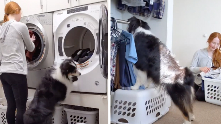 Σκύλος βοηθά στην μπουγάδα