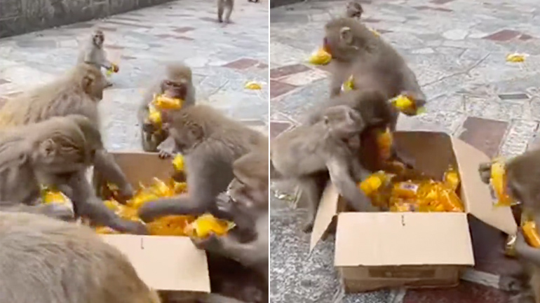 Μαϊμούδες έρχονται να παραλάβουν το γεύμα τους