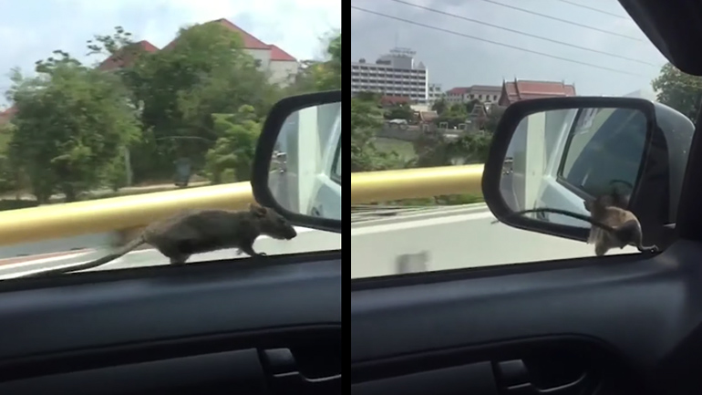 Aρουραίος σε επικίνδυνες αποστολές